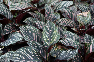 calathea ornata sanderiana on the Nursery plants. The plant is known for its large leaves that have a distinctive pattern and effervescent colors.