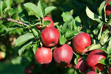 red apples on the tree in harvest season