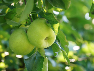 green apples on the tree