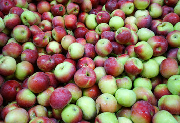 Fresh picked apples background in the harvest season