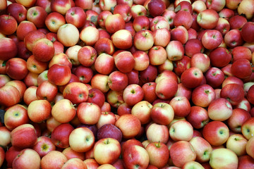 Fresh picked Gala apples background in the harvest season