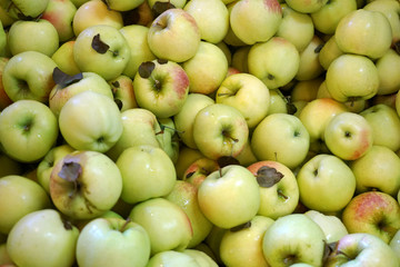 Fresh picked apples background in the harvest season