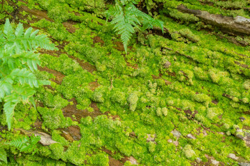 green moss on stone for background texture