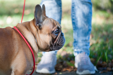 Fototapeta premium dog, French Bulldog in training with owner in autumn park