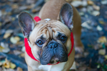 Dog, French Bulldog portrait of a macro on an autumn background. Autumn background.
