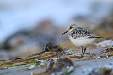 Strandläufer, Sanderling, Calidris alba