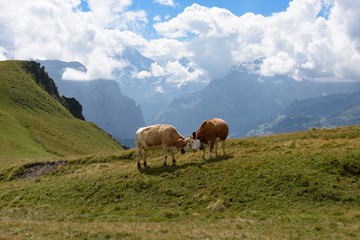 Fototapeta na wymiar Swiss cows grazing in Alps