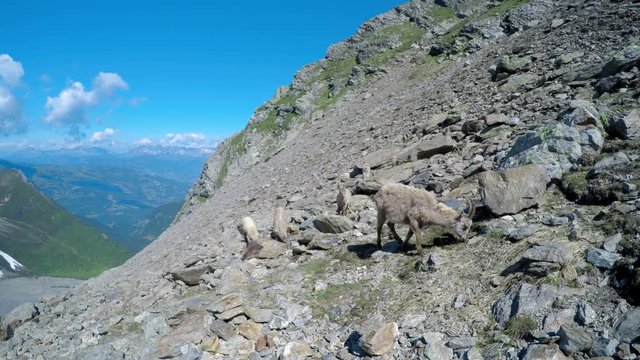 Wild goat grazing at natural Alps mountain environment, 