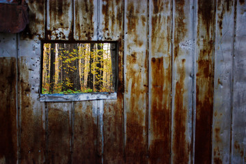 looking at a yellow forest through rusty metal window