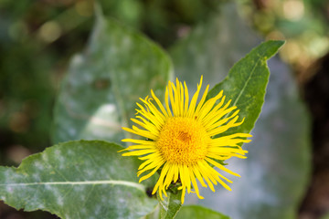 lonely yellow flower