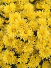 Yellow mum flowers