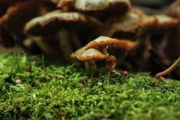 wild mushrooms in the forest