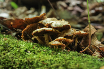 wild mushrooms in the forest