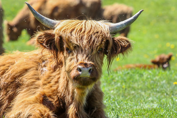 group of Highland cow in quebec canada