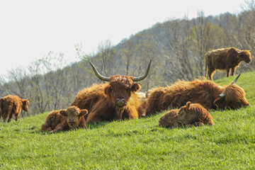 group of Highland cow in quebec canada