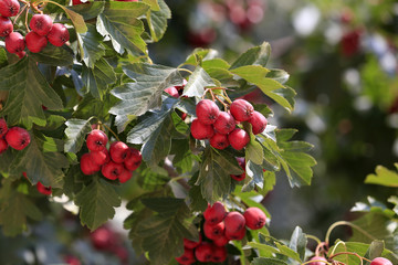 Obraz premium Ripe hawthorn is on a tree