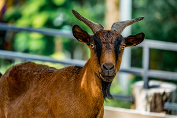 Close up of brown goat
