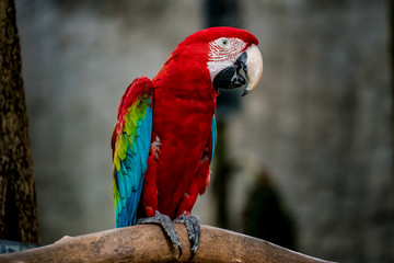 Colorful macaw on branch