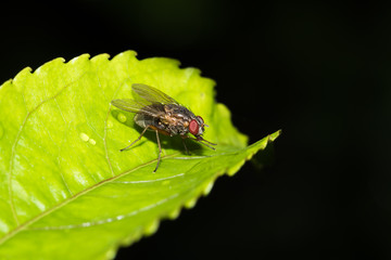 Fly