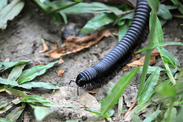 Millipede - Bigodi Wetlands - Uganda, Africa