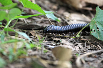 Millipede - Bigodi Wetlands - Uganda, Africa