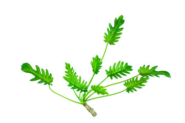 leaves isolated on white background