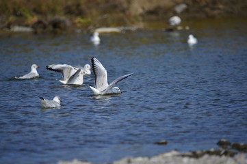 The sea bird