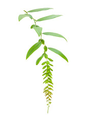 leaves isolated on white background