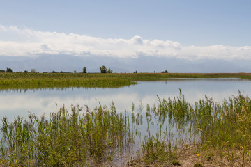 lake with reeds