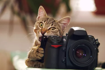 Rolgordijnen Grappige kat met een camera © Tatiana