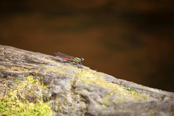 Dragonfy - Bigodi Wetlands - Uganda, Africa
