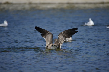 Naklejka premium The sea bird
