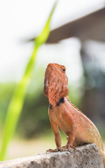 colorful lizard sitting on concrete