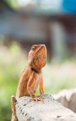 colorful lizard sitting on concrete