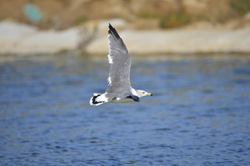 The sea bird