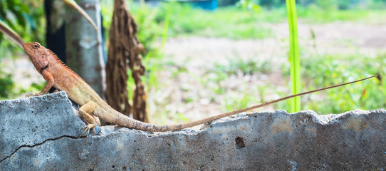 colorful lizard sitting on concrete