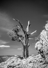 Grand Canyon Tree - 173879153