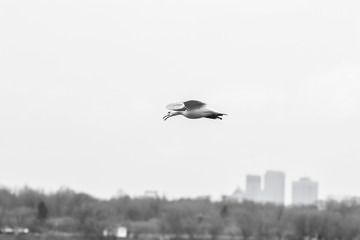 Fototapeta na wymiar flying seagull over a city