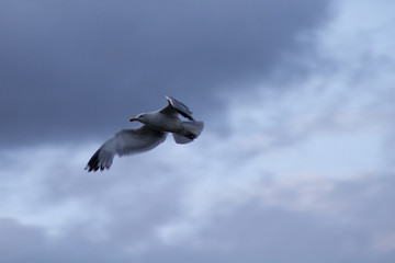 Möwe im Abendlicht