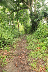 Trail - Bigodi Swamps - Uganda
