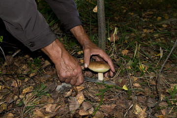 The search for mushrooms in the woods. Mushroom picker, mushrooming . An elderly man cuts a white mushroom with a knife. Men hands, knife, boletus.