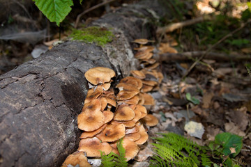 Honey agaric .A lot of honey agaric growing on an old tree in the forest