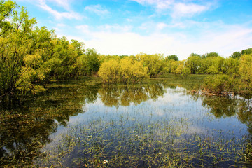 Fototapeta na wymiar nature reflection on a lake