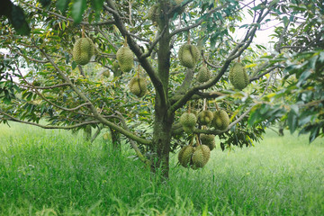 durian tree