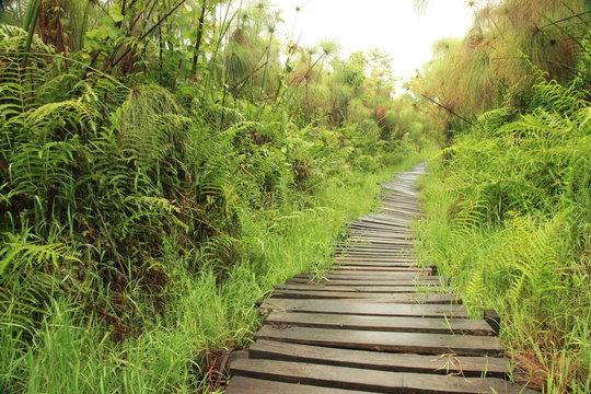 Bigodi Swamps - Uganda