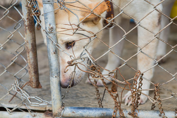 Thai dog in the cage