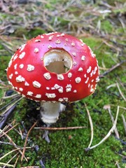 fairy-mushroom