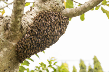  bees were nesting in the trees.