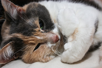Fototapeta na wymiar 3 colored cat sleeping