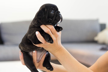 Young newborn french bulldog puppy in owner's hand, looking at her. 